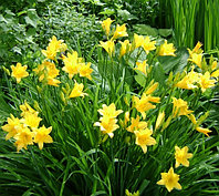 Лилейник Hemerocallis желтый ранний, саженец