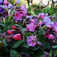 Медуница лекарственная Pulmonaria officinalis, саженец