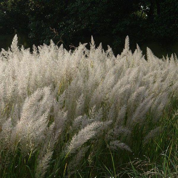 Вейник коротковолосистый Calamagrostis arundinacea var. Brachytricha, саженец