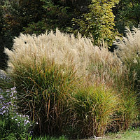 Мискантус китайский Miscanthus sinensis, саженец