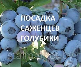 Посадка саженцев голубики