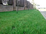 Газон Классический (Classic)EG PRO 120, Euro Grass, DSV, мешок по 10 кг, фото 4