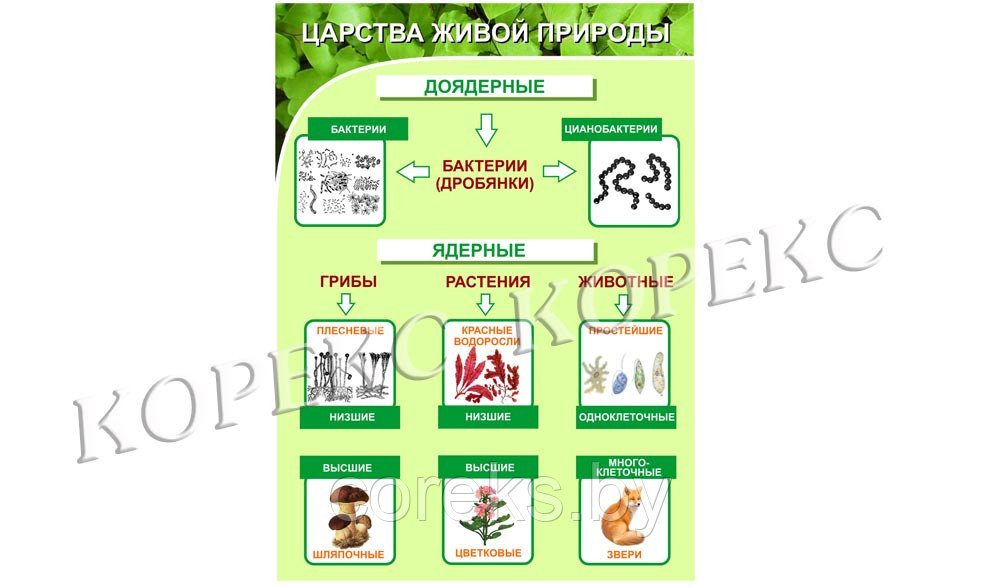 Стенд № 10 для класса биологии