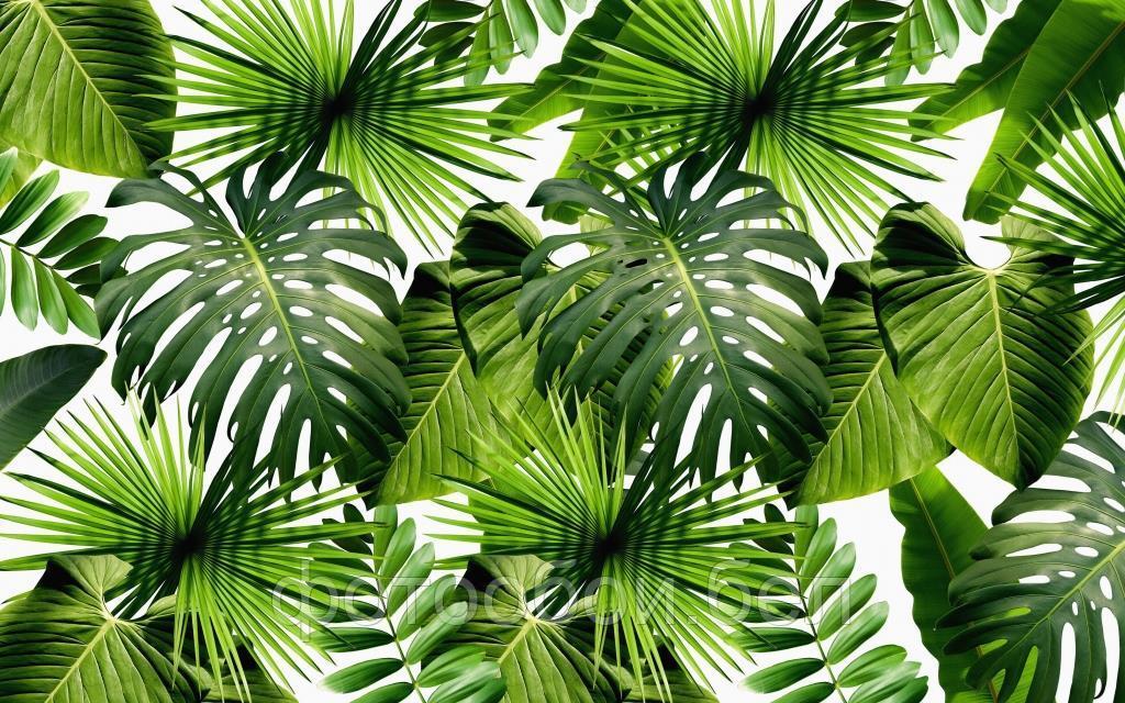 Фотообои Тропические листья - фото 1 - id-p163692130