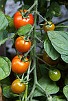 Как защитить и лечить томаты от фитофторы?