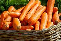 Что нужно моркови для крупных ровных корнеплодов.