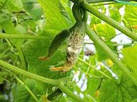 Спасаем огурцы от белой гнили.