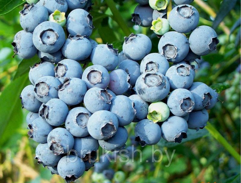 Голубика Блюкроп (Bluecrop) 2-летний саженец