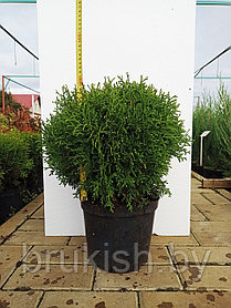 Туя Хосери (Hoseri) 30-40 см