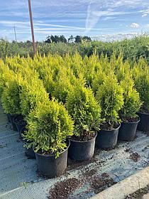 Туя "Голден Смарагд" 40-60см С3