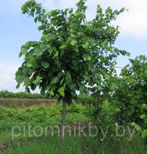 Саженцы Липы крупнолистной