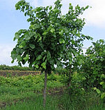 Саженцы деревьев ( липа, клен, ясень) 3 группы, фото 2