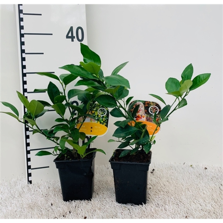 Саженцы цитрусовых растений - фото 3 - id-p164208668