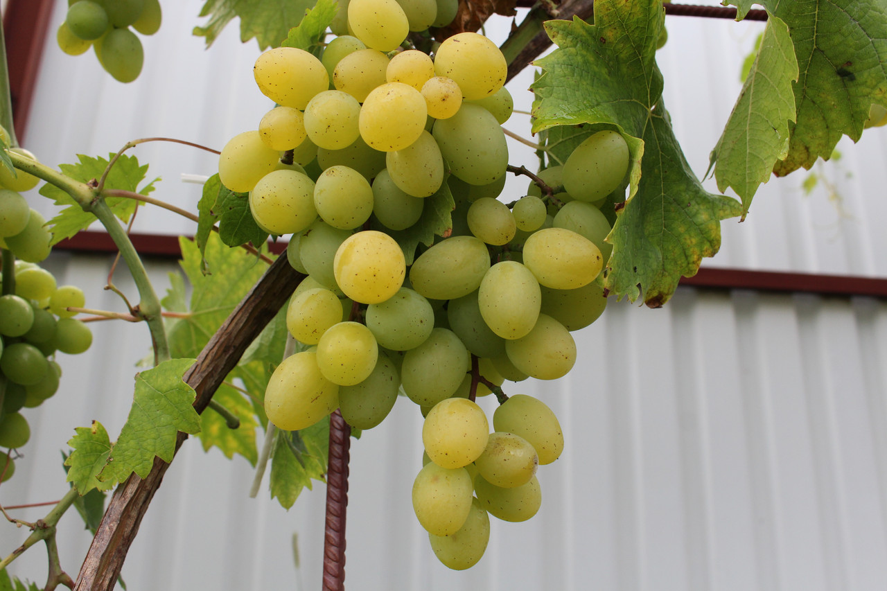 Саженец винограда сорт "Скарб Паннонии" - фото 2 - id-p164289197
