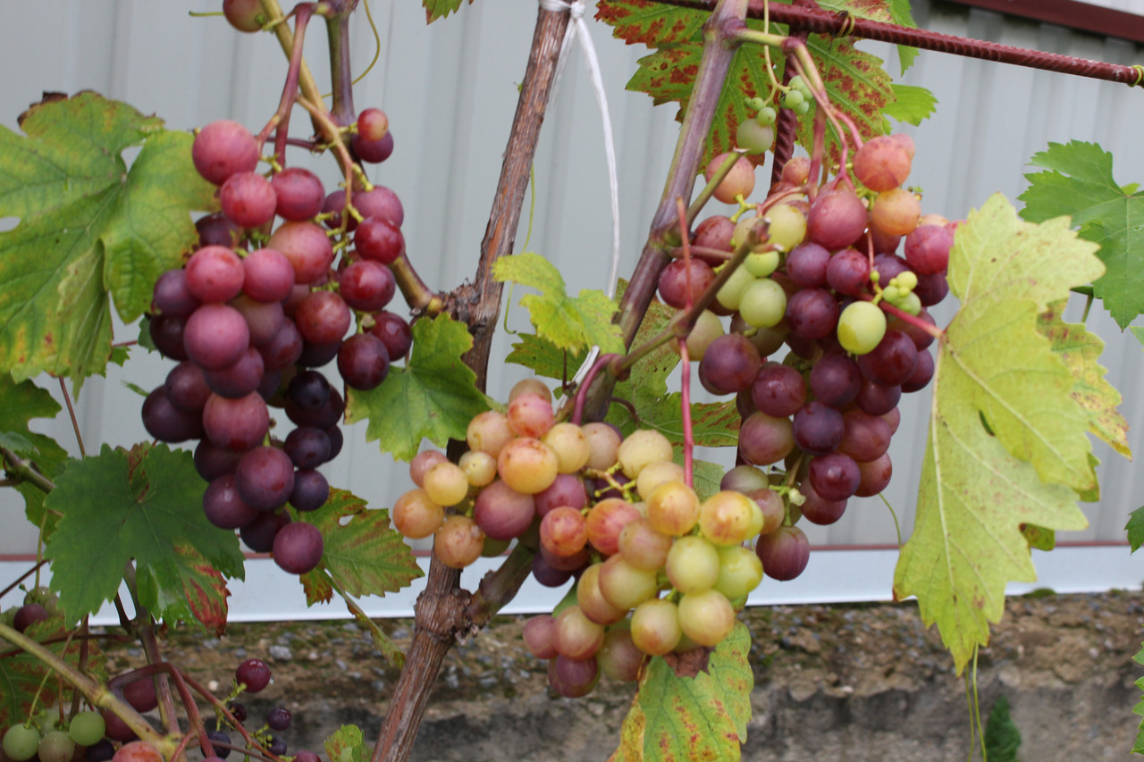 Саженец винограда сорт "Сеня" - фото 2 - id-p164289929