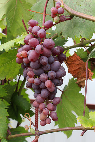 Саженец винограда, сорт "КишМиш Запорожский", фото 2