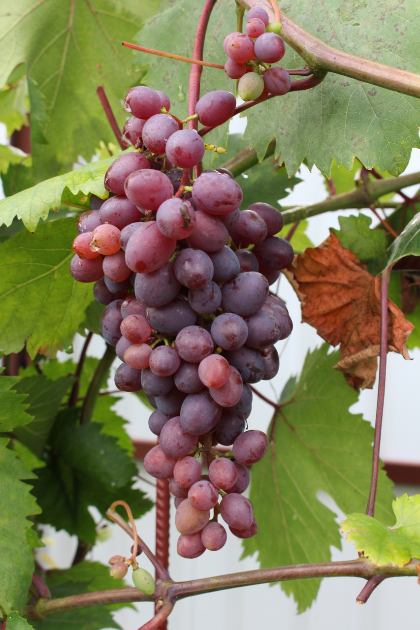 Саженец винограда сорт "КишМиш Запорожский" - фото 2 - id-p164290752