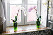 Кашпо для орхидей "КРОКУС" прозрачный, 1,3л, фото 7