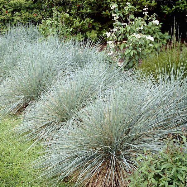 Овсец вечнозеленый Helictotrichon sempervirens, саженец