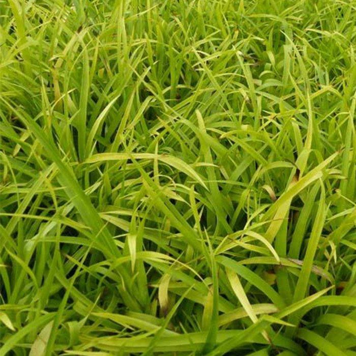 Flair al. Ожика Лесная. Luzula sylvatica. Ожига растение. Ожика Лесная (Luzula sylvatica) sylvatica (4).