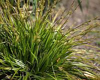 Осока весенняя Carex caryophyllea, саженец
