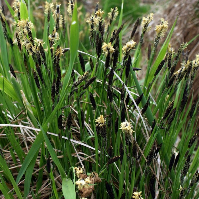 Осока черная Carex nigra, саженец