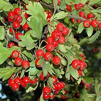 Боярышник обыкновенный Crataegus laevigata, саженец