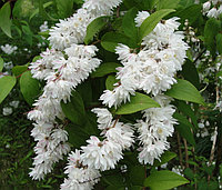 Дейция шершавая Deutzia scabra, саженец