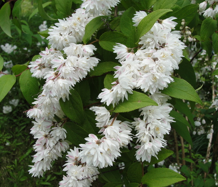 Дейция шершавая Deutzia scabra, саженец - фото 1 - id-p162417891