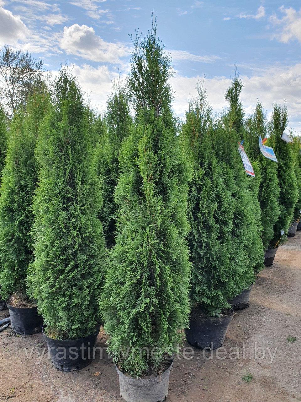 Туя западная Смарагд (Thuja occidentalis Smaragd) С30 выс.160-180см - фото 1 - id-p164878148