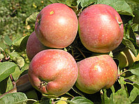Яблоня сорт Белорусское сладкое, саженец