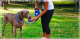 Поводок для собак с поилкой 5 в 1 Essentials all-in-one Синий, фото 3