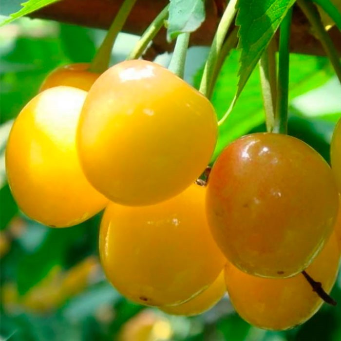 Черешня "Журба" среднепозднего срока созревания (ОКС)