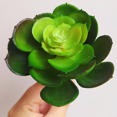 Суккулент искусственный Эхеверия