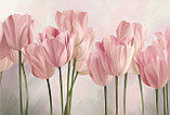 Фотообои Розовые тюльпаны, фото 2