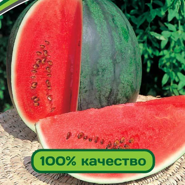 Арбуз Виктория Семена Купить