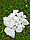 Мраморный щебень белый галтованный в биг-беге (фр. 40-70 мм.) 1000 кг. / 1 тонна., фото 8