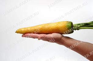 Семена Партнер Морковь столовая "ЕЛЛОУСТОУН" (0,5г), фото 2
