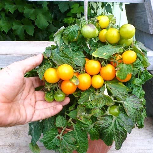Семена Партнер томат "Балконное чудо" желтый - фото 2 - id-p165282706