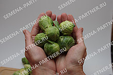 Семена Партнер Капуста брюссельская" КАСИО" (0,5г), фото 2
