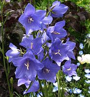 Колокольчик персиколистный Campanula persicifolia, саженец