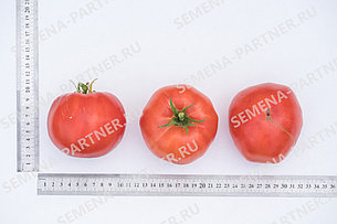 Семена Партнер Томат "БАБУШКИНО" (10шт), фото 2
