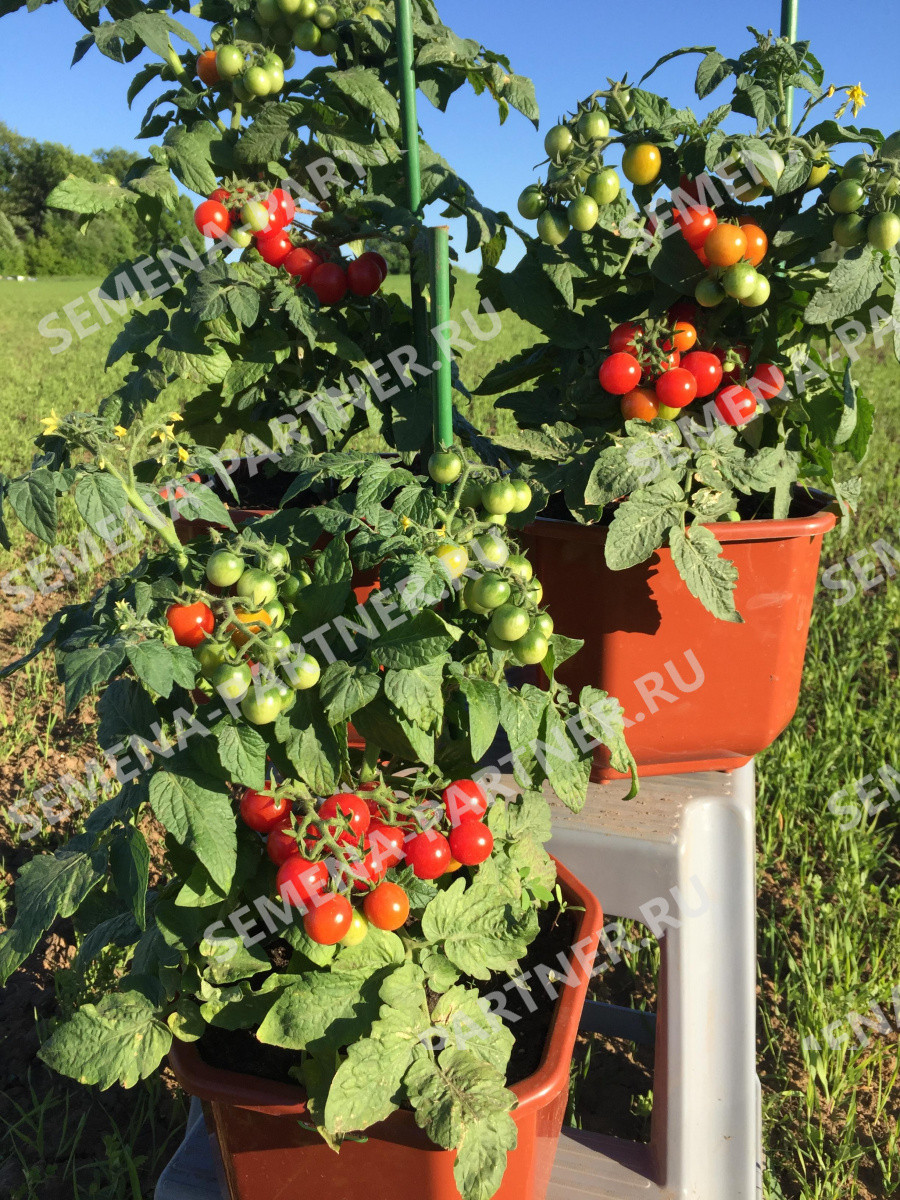 Особенности выращивания томата Каменный цветок, посадка и уход