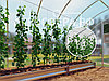Набор для подвязки растений для теплиц 6 м с шагом дуги 67 см, фото 2