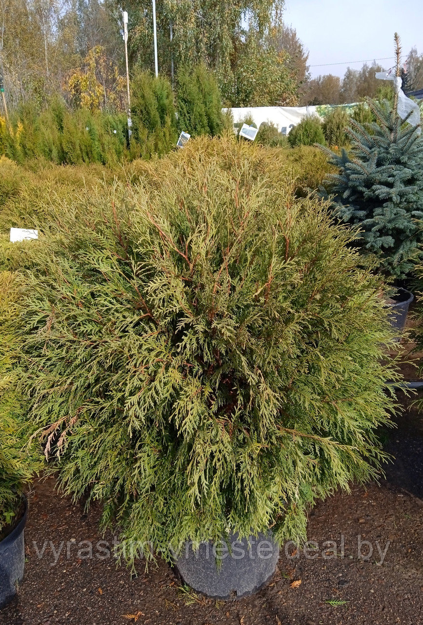 Туя западная Глобоса высота 100-110 см, диаметр 80 см (Thuja occidentalis 'Globosa')