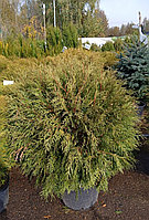 Туя западная Глобоса высота 100-110 см, диаметр 80 см (Thuja occidentalis 'Globosa')