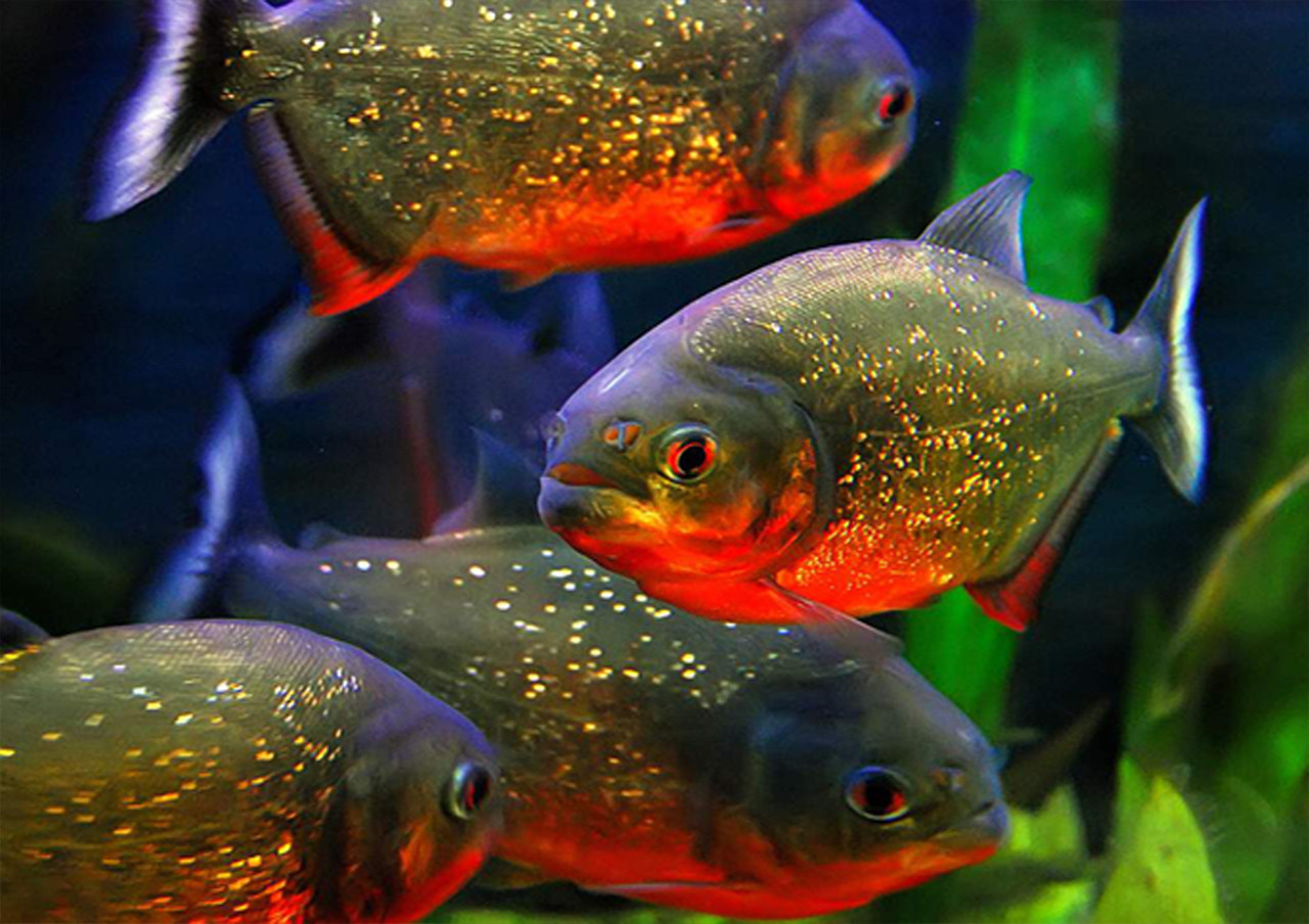 Выставка аквариумных рыбок "Аквафорум" в Барановичах. - фото 5 - id-p166061097