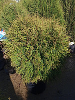 Туя западная Глобоса высота 80см диаметр 70-80
 см (Thuja occidentalis 'Globosa')