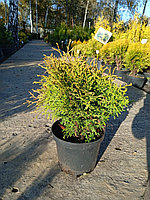 Туя западная Глобоса аурея  (Thuja occidentalis 'Globosa aurea') выс. 30 см диам. 30 см