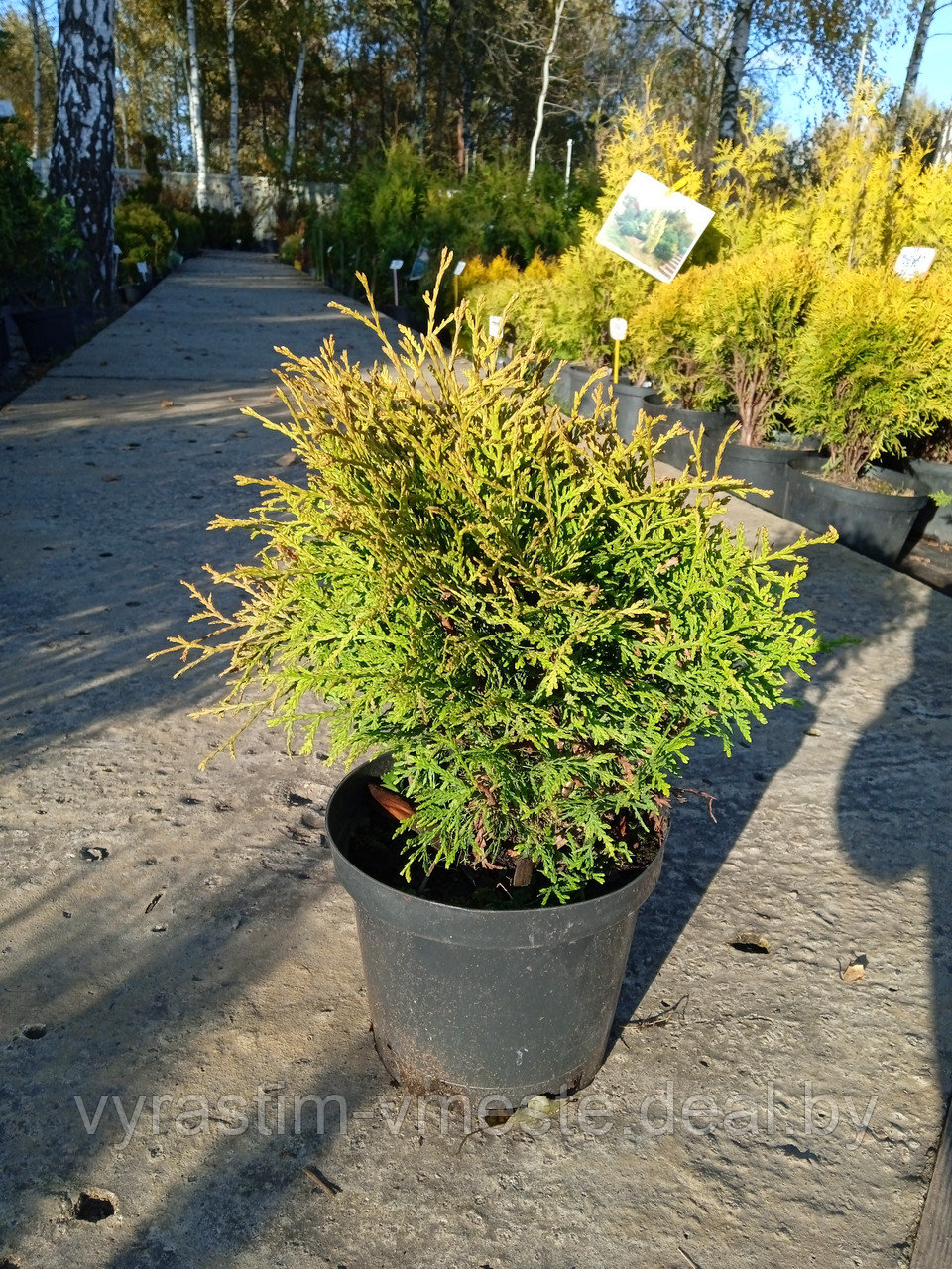 Туя западная Глобоса аурея (Thuja occidentalis 'Globosa aurea') выс. 30 см диам. 30 см - фото 1 - id-p166081746